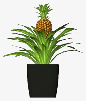 3d Flowers - Pineapple - Pineapples
