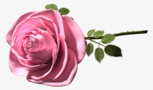 A Good Old Memory - Garden Roses