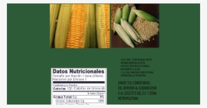 Etiqueta De Elotes ""el Mejor" - Poster: Corn Cobs On Husks, 61x46cm.