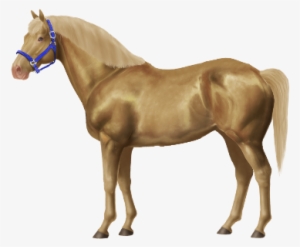 Taken On Mon Jul 18, 2016 - Horse