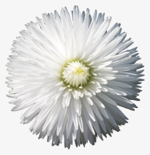 The Gallery For > Flower Png Tumblr - Flower With Black Backgrounds