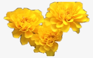 Flowers Tumblr Yellow Freetoedit - Flowers Tumblr Yellow