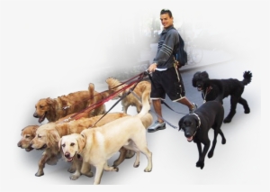 Dogs Being Walked - Dog Walker Png