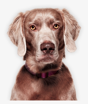 Dog Image Cat Image - Long Haired Weimaraner Adult