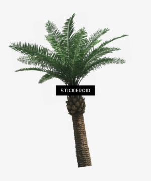 Tropical Palm Tree Nature - Palmera Phoenix Artifical 5mts