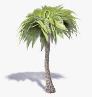 Palm Tree 3d Png
