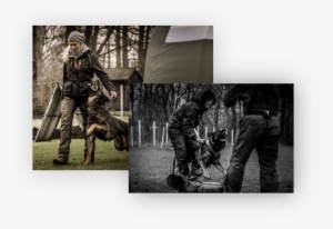 Our Dogs And Dogs In Training - Soldier