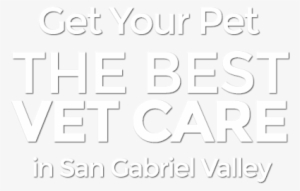 Shoes Made Out Of Gum