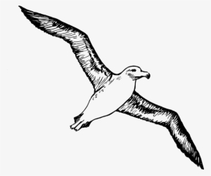 How To Set Use Bird Svg Vector