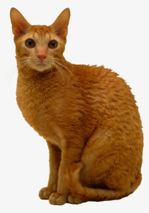 Cornish Rex Cat Orange