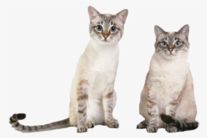 Slider Image - Thai Cats