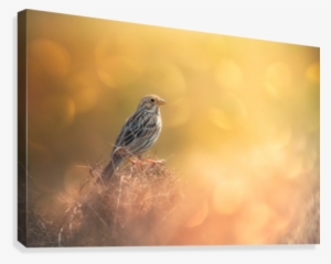 Lost In Bokeh Canvas Print