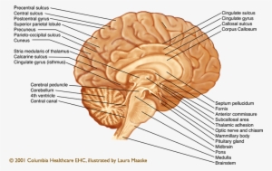 Sagittal-brain - Mid Sagittal Section Of Brain - 773x765 PNG Download ...