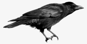 Free Png Crow Png Images Transparent - Png Image Crow