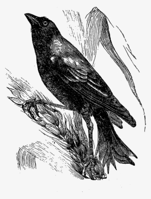 Crow Clipart Autumn - Vintage Crow Illustration