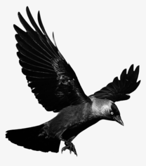Raven Flying Transparent Png Png Images - Crow Flying Transparent Background