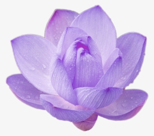 Purple Lotus Png Lotus Flower Cool Nature Png For Your