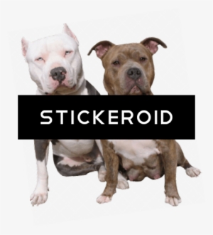 Pitbull Duo - Pit Bulls