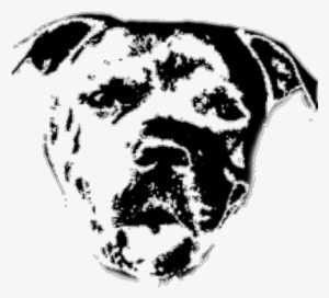 The Pitbull Club - Twitter