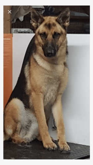 Old German Shepherd Dog