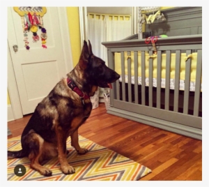 Old German Shepherd Dog