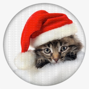 Christmas Kitten Png Kaz Creations Animals Christmas - Kittens In Christmas Stockings