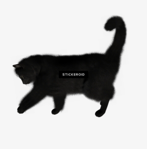 Kitten Animals Cats - Cat Jumps