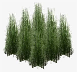 Tall Monsoon Grass - Pond Pine