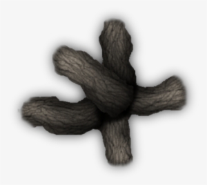 24 Mar 2009 - Echinoderm