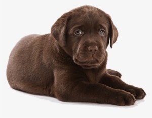 Feeding At 3 To 6 Months Old - Puppies Transparent