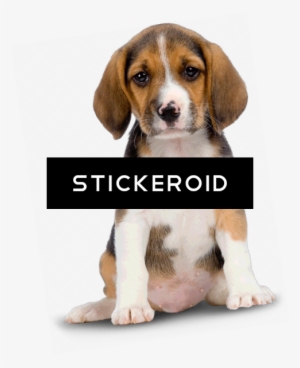 Puppy - Cute Dog Hd Png