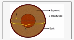 Cross Section Of A Typical Tree Trunk - Open Source