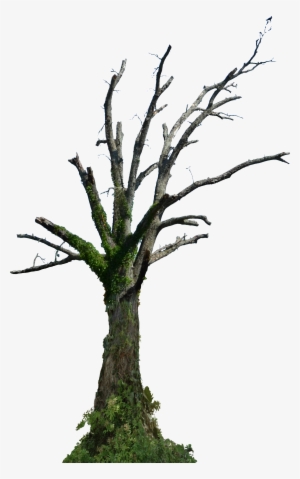 Dead Tree Png Hd