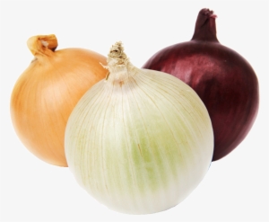 Onion 1 Kg - Stock Photography