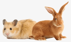 Our Small Animal Shop - Transparent Pet Banners