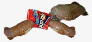 Horseshoe Crab What They Eat