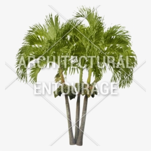 3d Palm Tree Png Download - Small Palm Tree Png