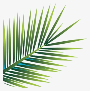 Palm-leaf - Saw Palmetto