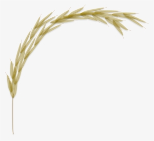 Manually Curated Rice Protein Database - Database