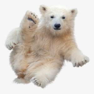 Polar Bear