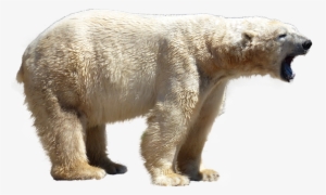 Jaring Jaring Makanan Di Laut