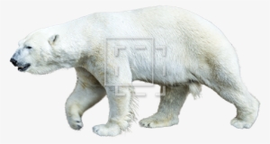Polar Bear