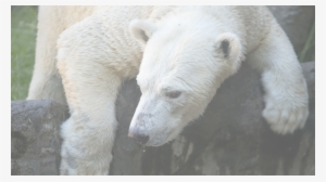 What Do You Think Is The Best Outcome For Nora - Polar Bear