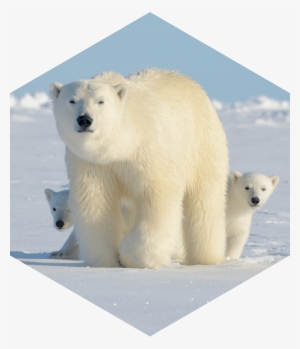 About Polar Bears - Polar Bear