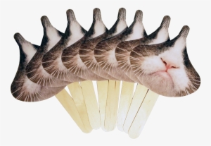 Loading Zoom - Cat
