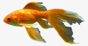Goldfish