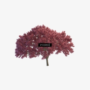 Cherry Tree - Weeping Cherry Tree