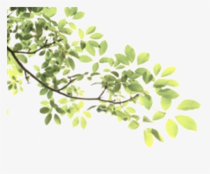 Leaves Tree Branch Sticke Nature Freetoedit - Green Branch Png