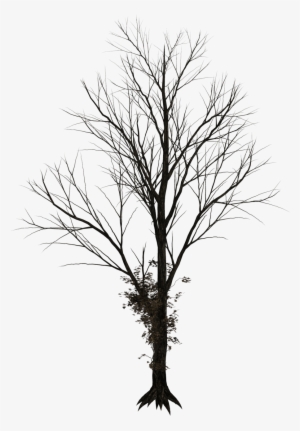 Bare Tree Png - Trees Drawing Png