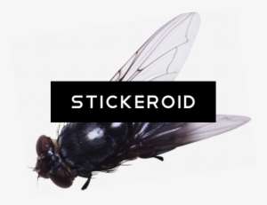 Fly - 임재범 Story Of Two Years